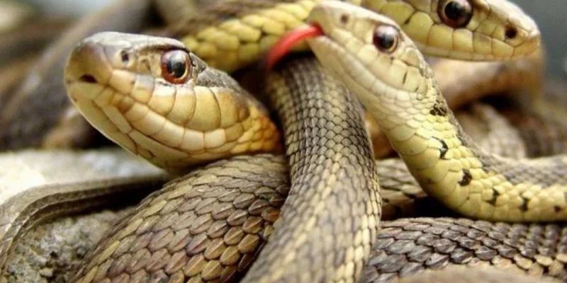 Điềm báo khi mơ về rắn thì là tốt hay xấu? Điềm báo khi mơ về rắn thì là tốt hay xấu?