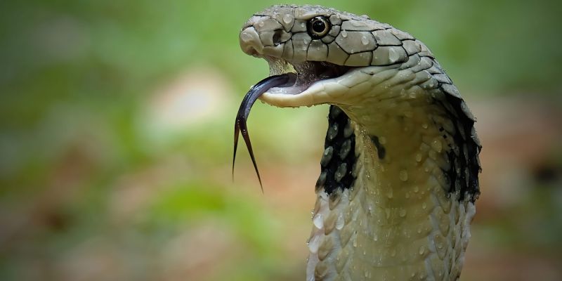 Mơ thấy rắn hổ mang thì nên đánh con gì? Mơ thấy rắn hổ mang thì nên đánh con gì?