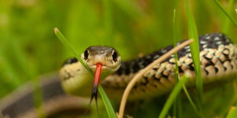 Mơ thấy rắn hai đầu khả năng là điềm báo hại Mơ thấy rắn hai đầu khả năng là điềm báo hại