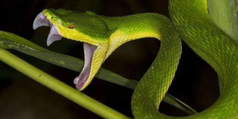 Mơ thấy rắn cắn nhau rất tốt Mơ thấy rắn cắn nhau rất tốt