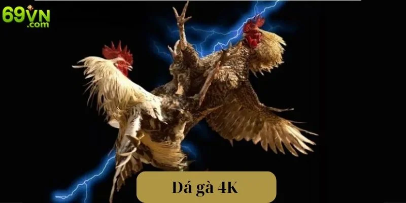 Đá Gà 4K - Trải Nghiệm Trận Đấu Sắc Nét Tại Sàn Cược 69VN Đá Gà 4K - Trải Nghiệm Trận Đấu Sắc Nét Tại Sàn Cược 69VN
