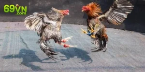 Xem Trực Tiếp Đá Gà: Trải Nghiệm Cá Cược Lôi Cuốn Tại 69VN