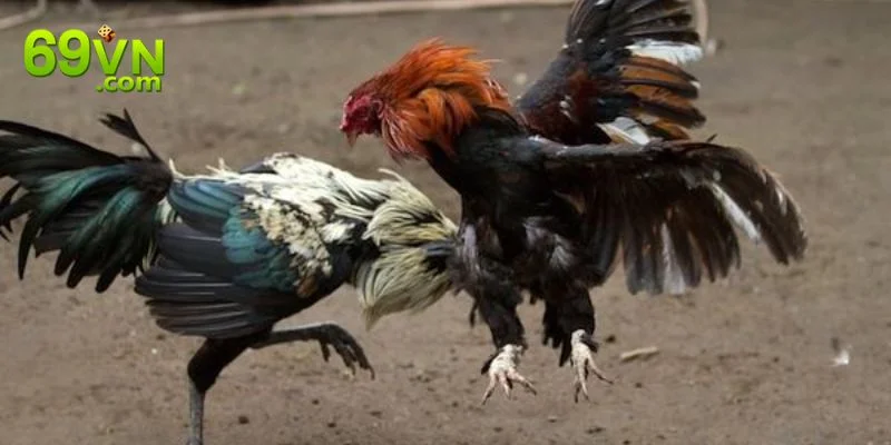 Xem Trực Tiếp Đá Gà: Trải Nghiệm Cá Cược Lôi Cuốn Tại 69VN Xem trực tiếp đá gà 69VN là sự lựa chọn hàng đầu hiện nay.